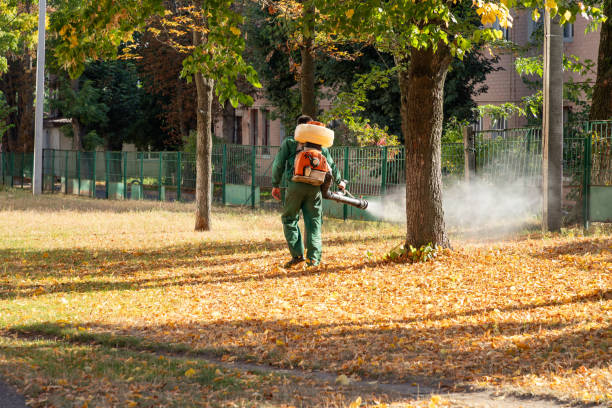 Best Spider Control Near Me  in Lorena, TX